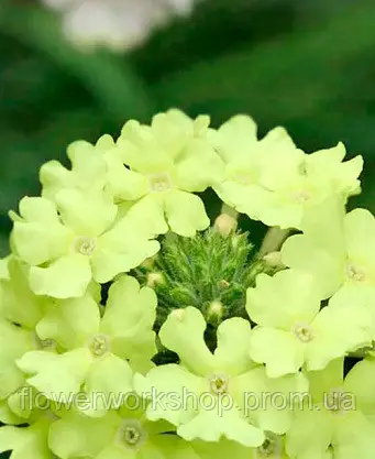 Вербена Vanessa Compact Lime ( в горщиках )