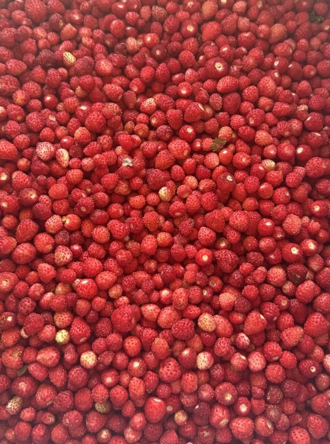 Frozen Wild Strawberry