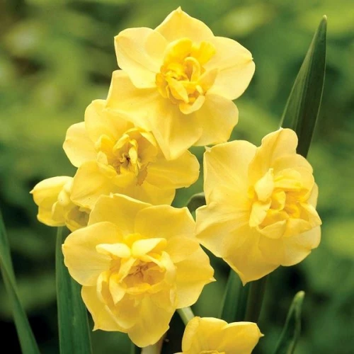 Нарцис багатоквітковий Yellow Cherfulness
