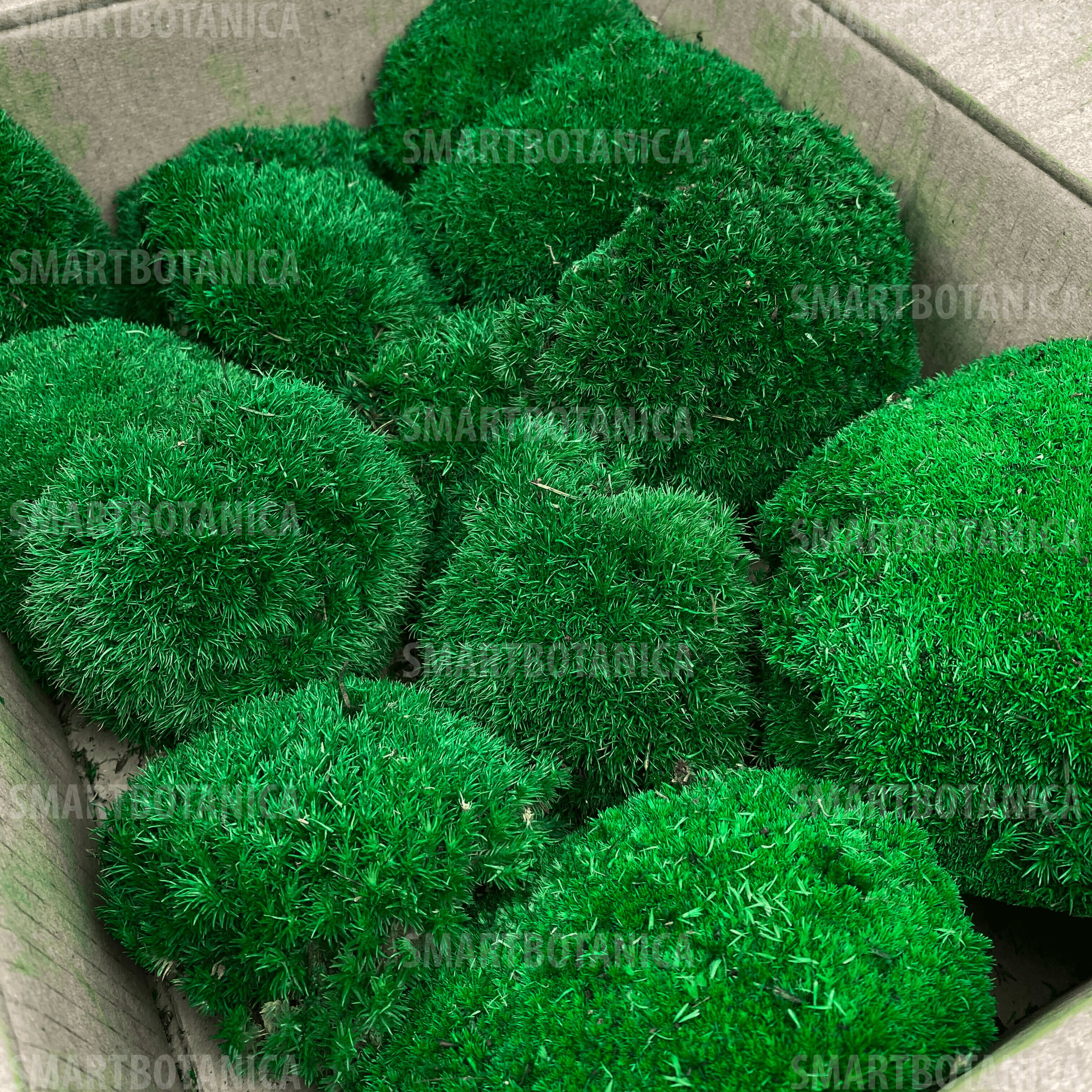 Стабілізований мох Кочковий Green Forest №001 в упаковці