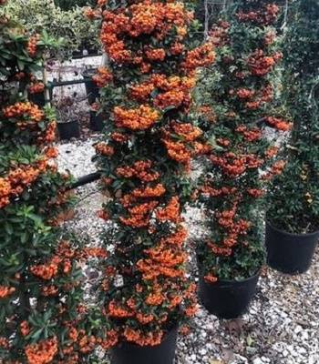 🌿 Піраканта "Ventoux Red"