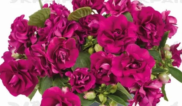 Бальзамін walleriana Glimmer Burgundy ( касетна розсада )