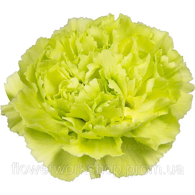 Гвоздика зрізна caryophyllus Marty (касетна розсада) 
