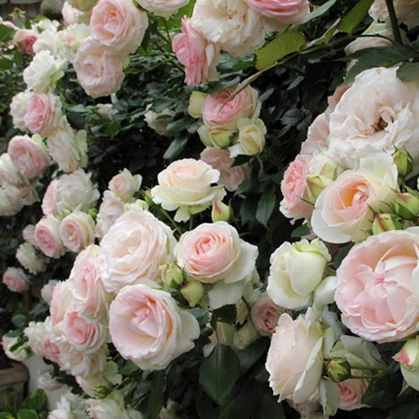 Пале Рояль — Palais Royal