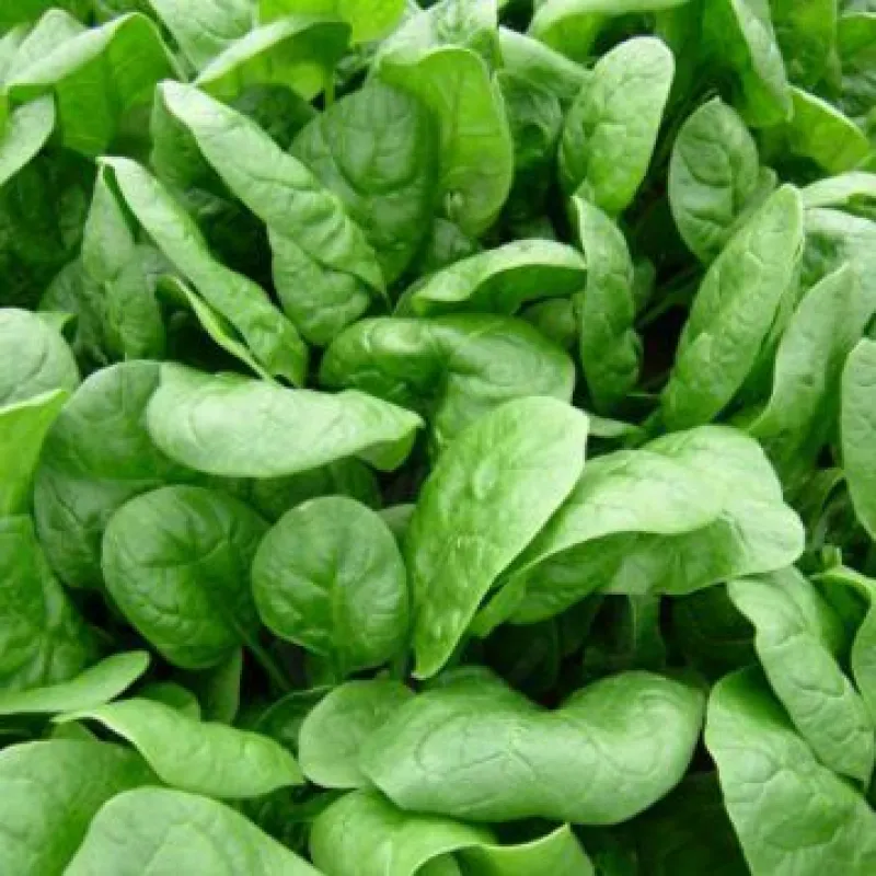 АПОЛЛО F1 / APOLLO F1  Шпинат, Sakata 50000 нас