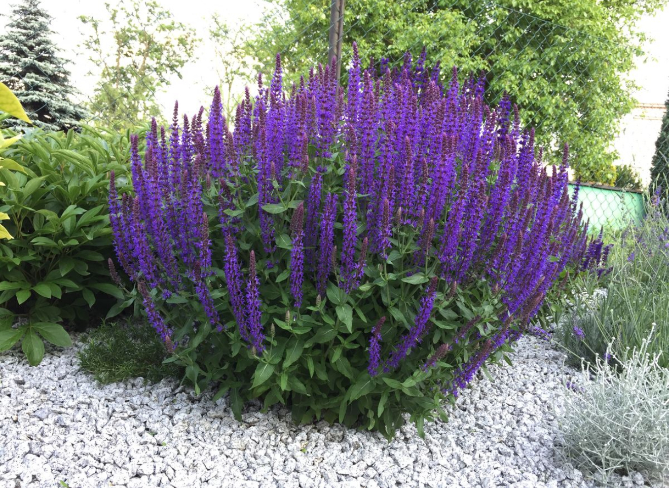 Шавлія карликова deep blue 1,5 л