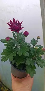 Хризантема Avura (Авура) Мультифлора - в горщику р.12