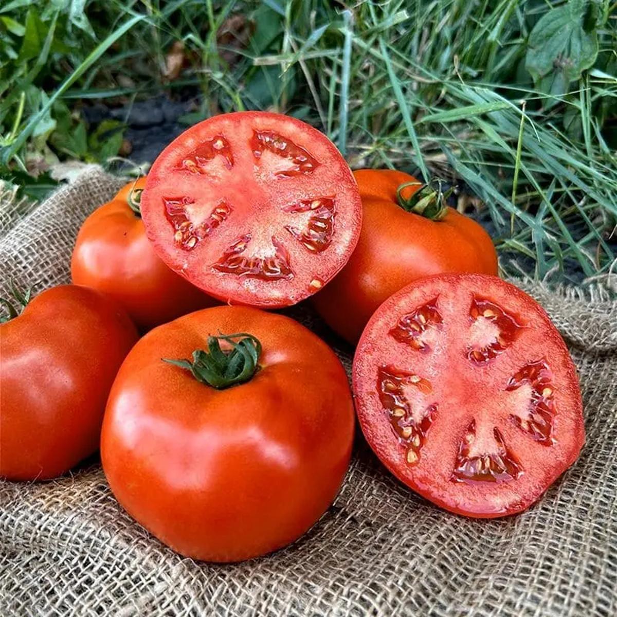 ТОМАТІНА F1 / TOMATYNA F1  Томат Детермінантний, Sakata