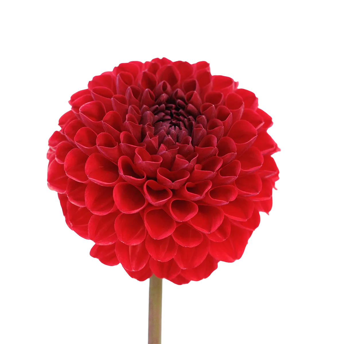 Red king 