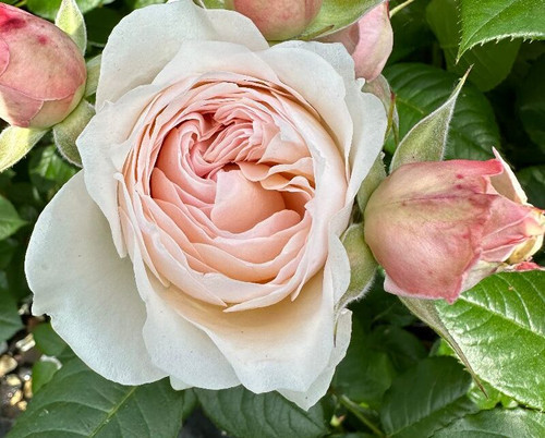 Nikos Aliagas - Нікос Аліагас