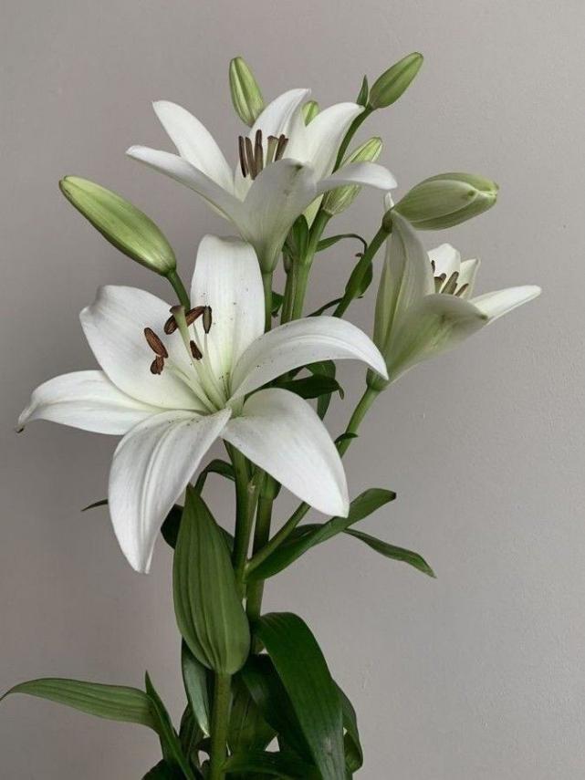 Лілія | Інтернет-магазин "Flora de Luxe"
