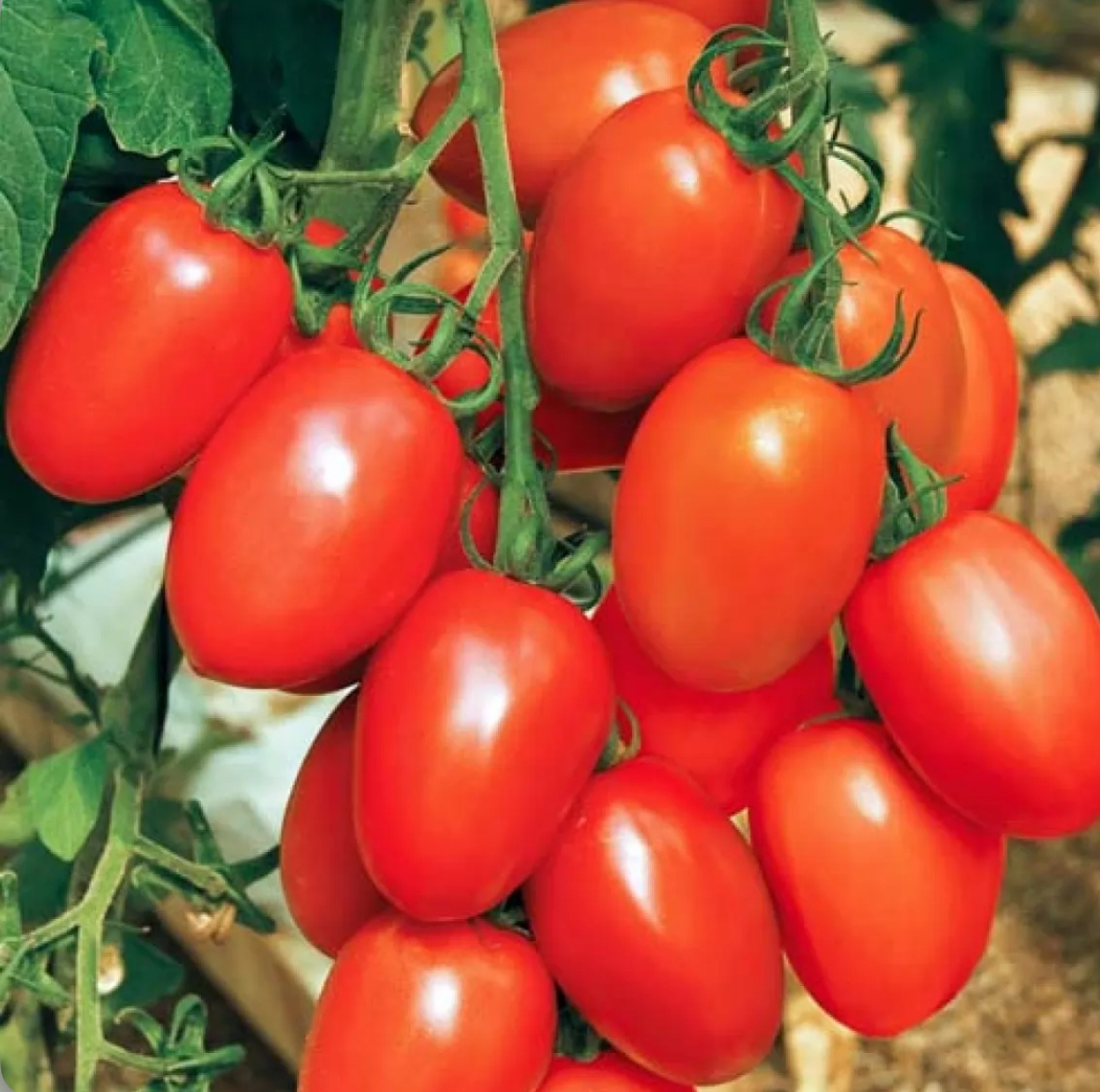 Помідори Де-Барао черв. 0,2 г (АгроМай)