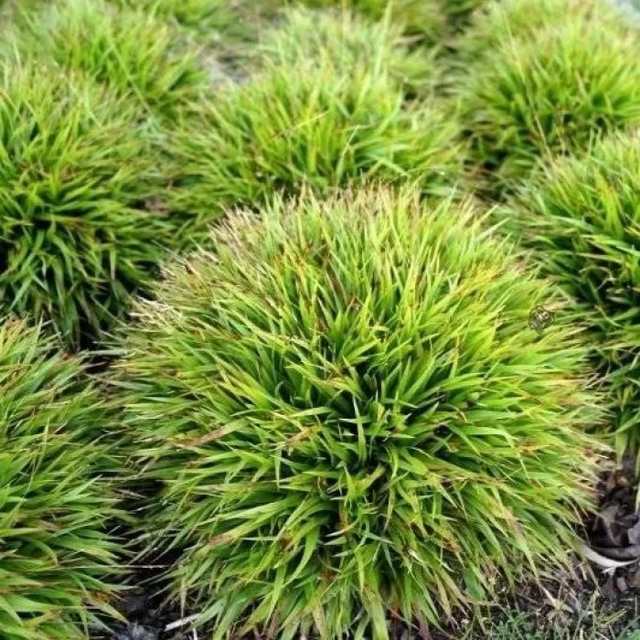 Ожика волосиста Ігел в 0,5л. горщику