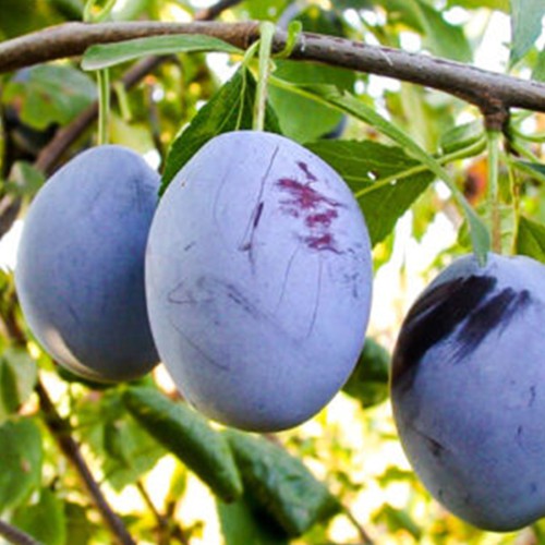 Слива Ерлі Блу