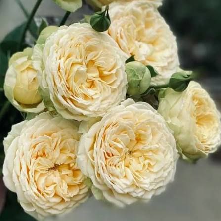 Ванілла Каталіна (Vanilla Catalina)