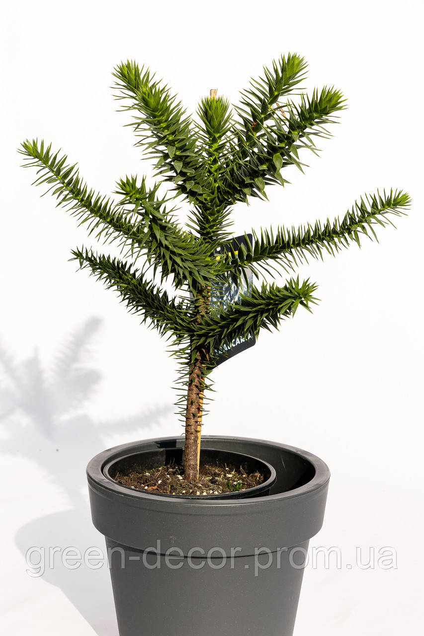 Араукарія чилійська  Araucaria araucana/ h40