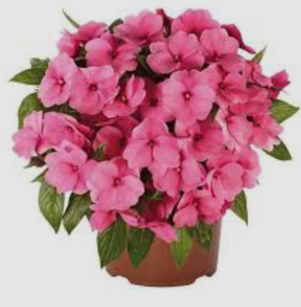 Бальзамін Новогвінейський Magnum Hot Pink