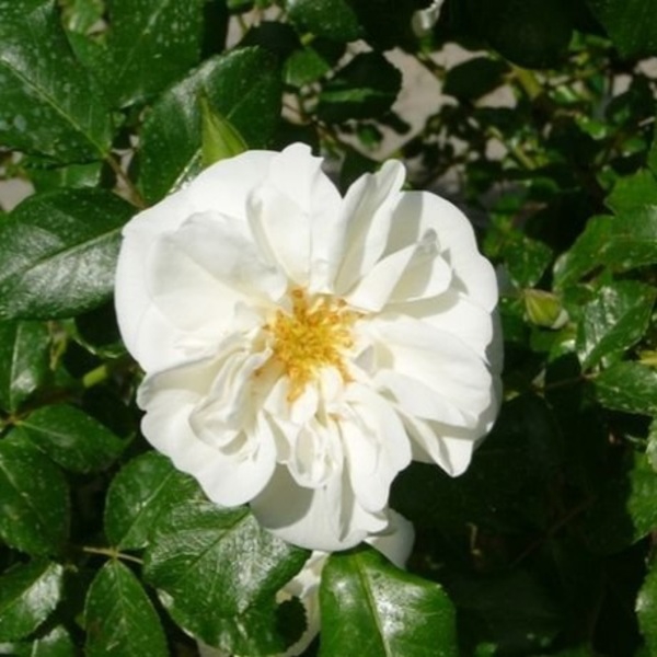 Ахтіар — Ahtiar