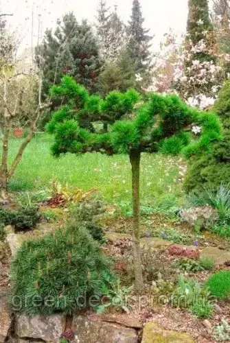 Модрина європейська Крейчі (Larix decidua Krejci) pa 90 h 100