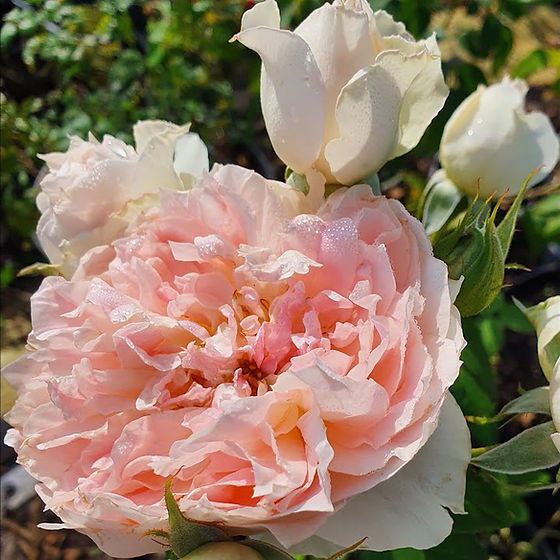 Рефле де Накр (Reflets de Nacre)