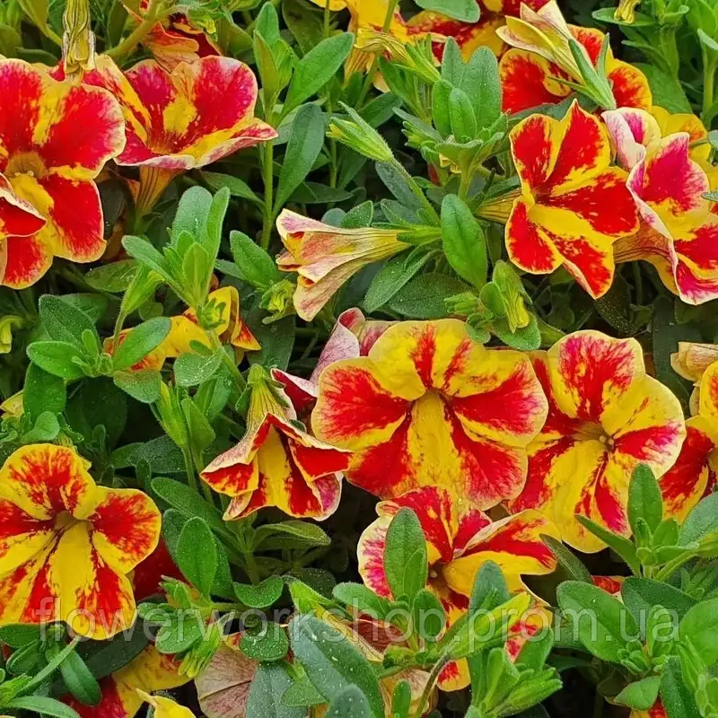 Калібрахоа Superbells Stardust Red (касетна розсада)