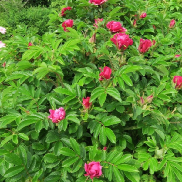 Перпл Роадраннер — Purple Roadrunner (низькоросла ругоза)