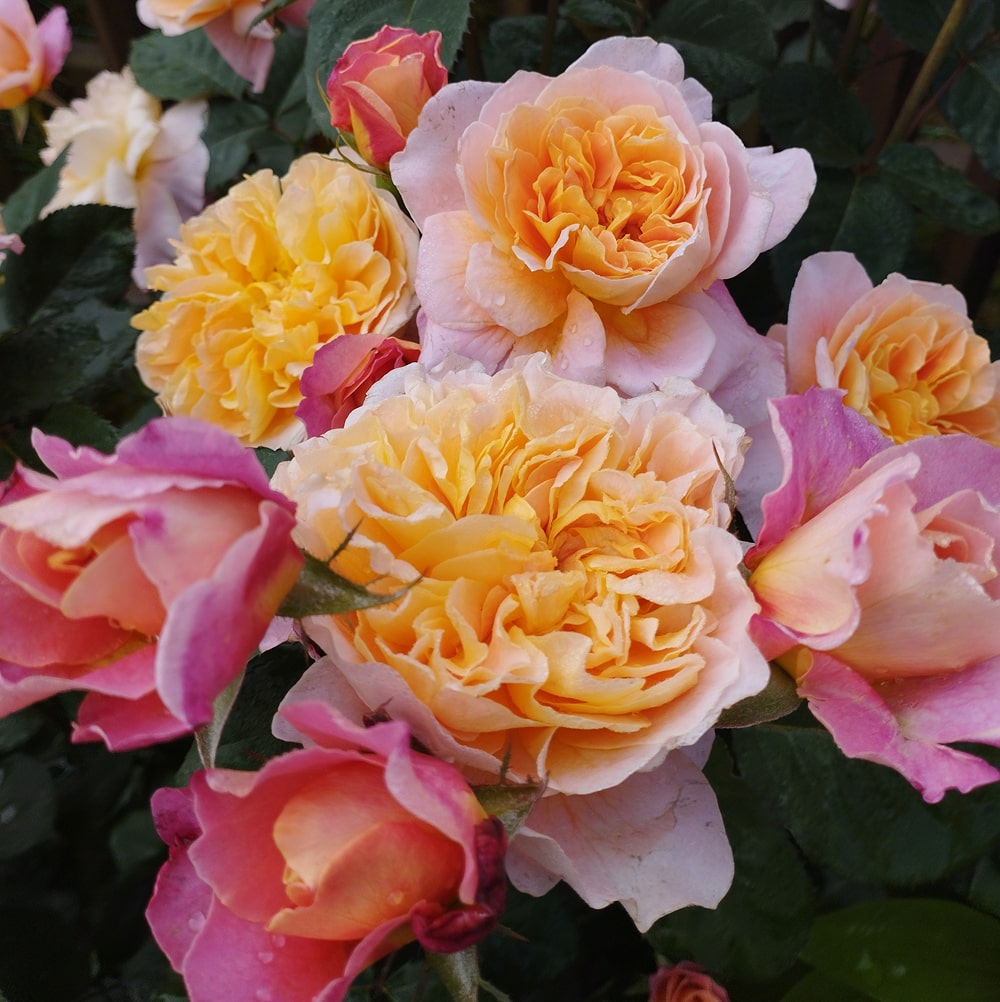 Зе Імпресіоніст (The Impressionist)