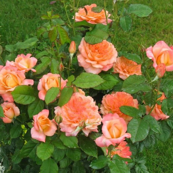 Самаритянин (Samaritan)