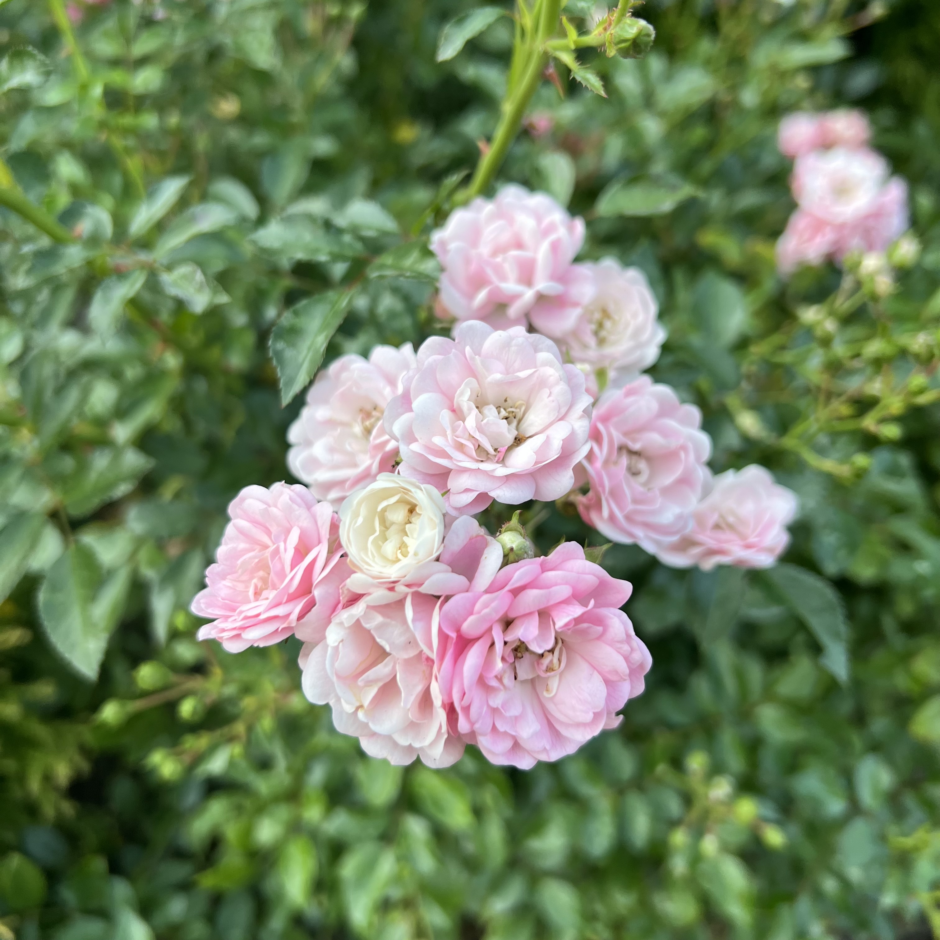 Pink Terry грунтопокривна