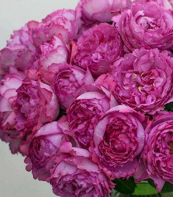 🌸 Троянда чайно-гібридна "Ів П'яже" (Yves Piaget)