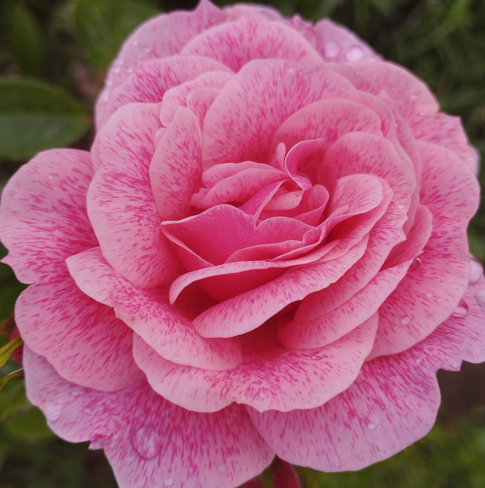 Камелот (Camelot)