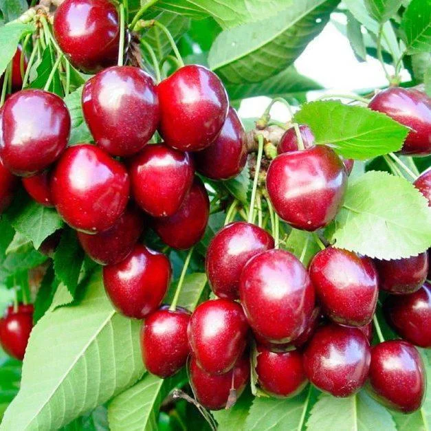 Черешня Кордія