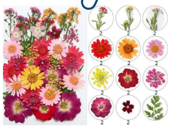 Mix Pressed Flowers ( 40 pcs pack )