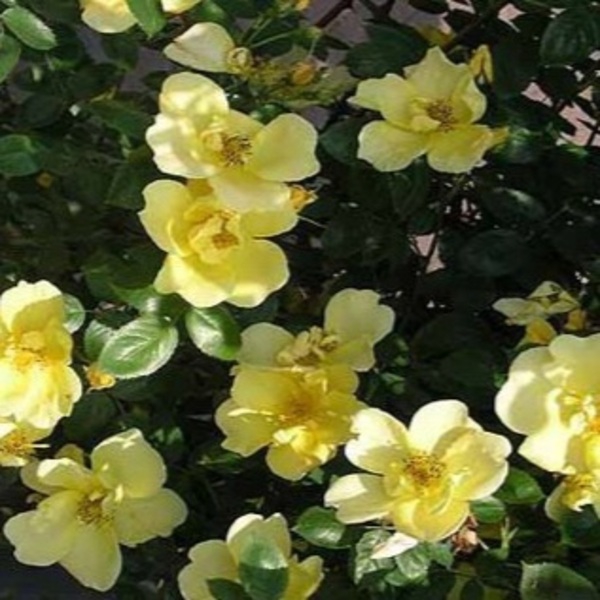 Ле Реве — Le Reve (Мрія)