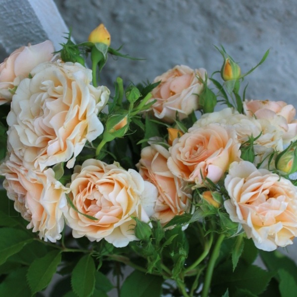 Парасоль — Parasol