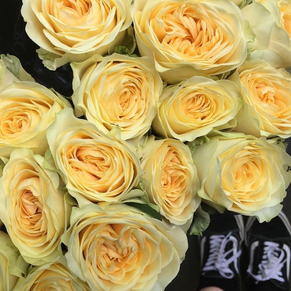 Баттеркап — Buttercup