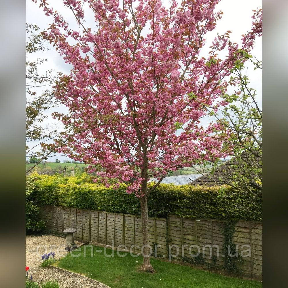 Сакура дрібнопильчаста Канзан pa (Prunus serrulata Kanzan) /h200
