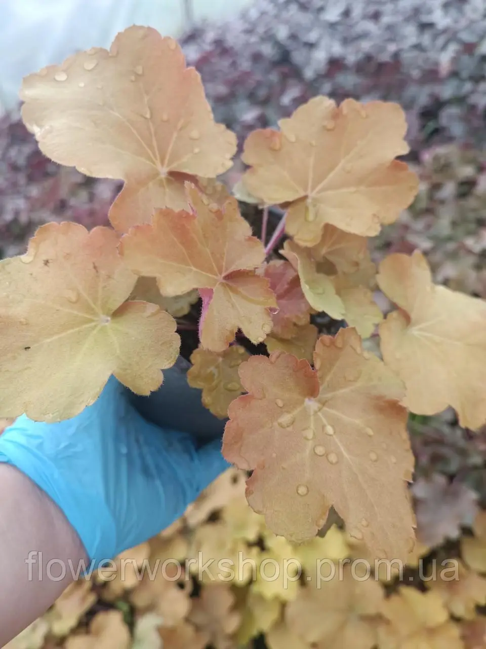 Гейхера Kassandra у горщику р.12