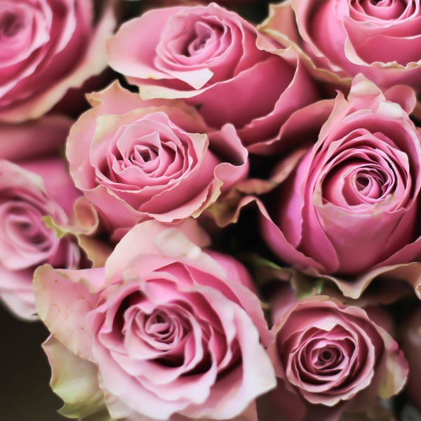 Роял Атена — Athena Royal