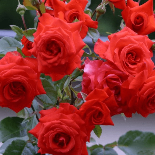 Мейнтауер — Maintower