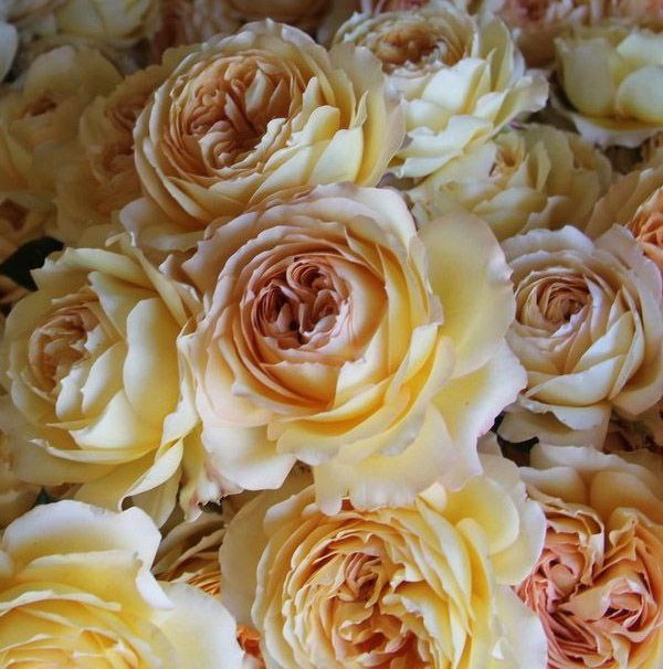 Карамель Антік (Caramel Antike)