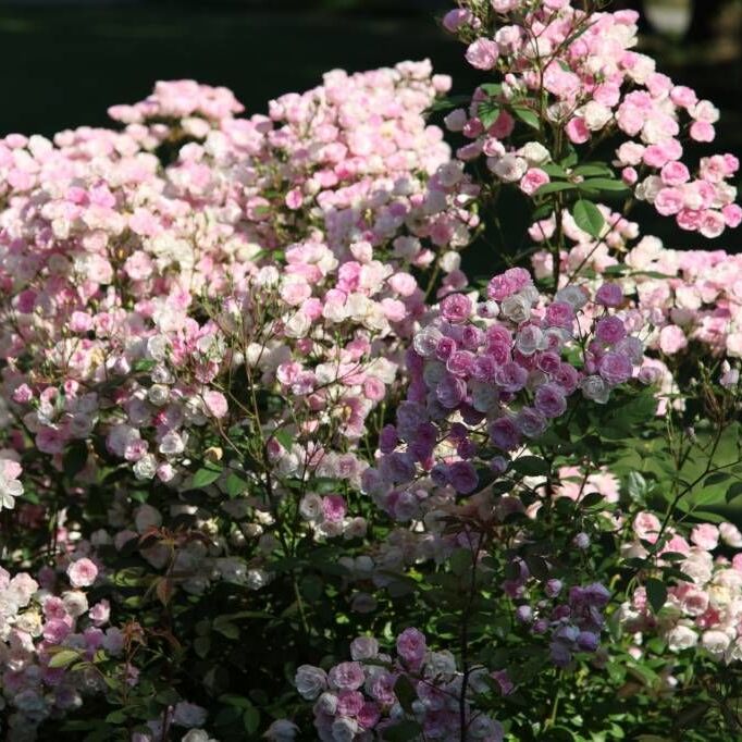 Моцартс Леді - Mozart’s Lady