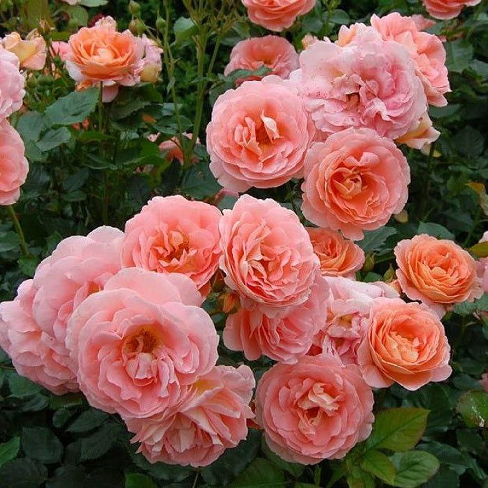 Боніта Ренесанс (Bonita Renaissance)