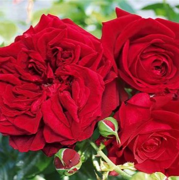 Граф Дракула (Count Dracula)