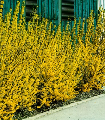 🌼 Форзиція "Goldrausch"