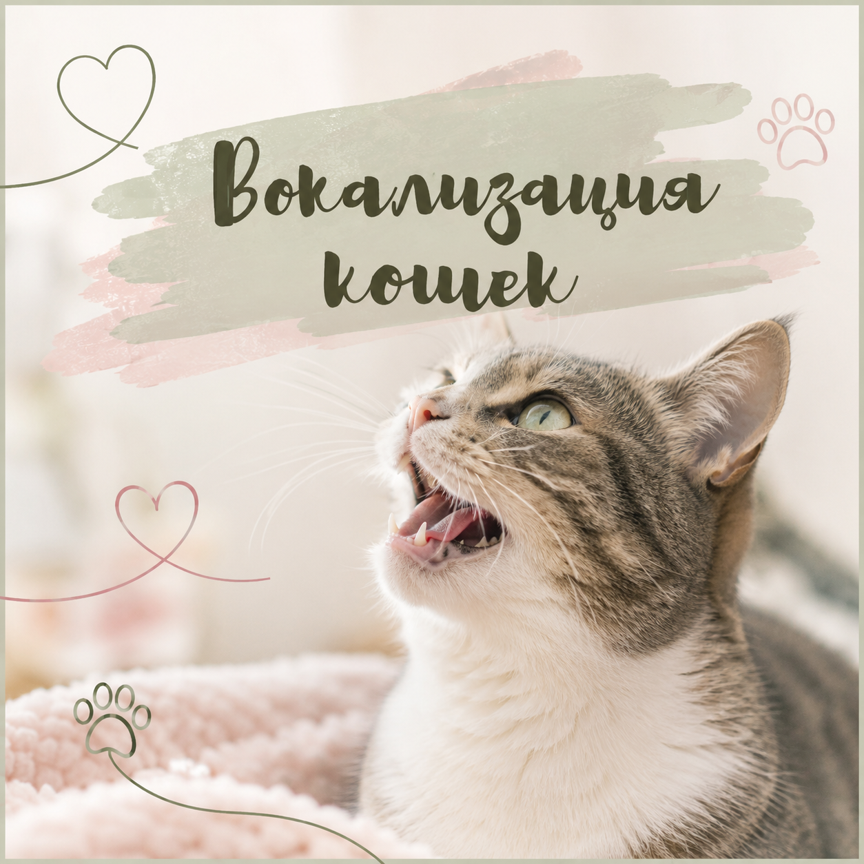 Вокализация кошек