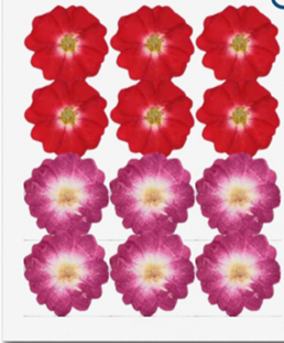 Pressed Roses ( 12pcs pack )