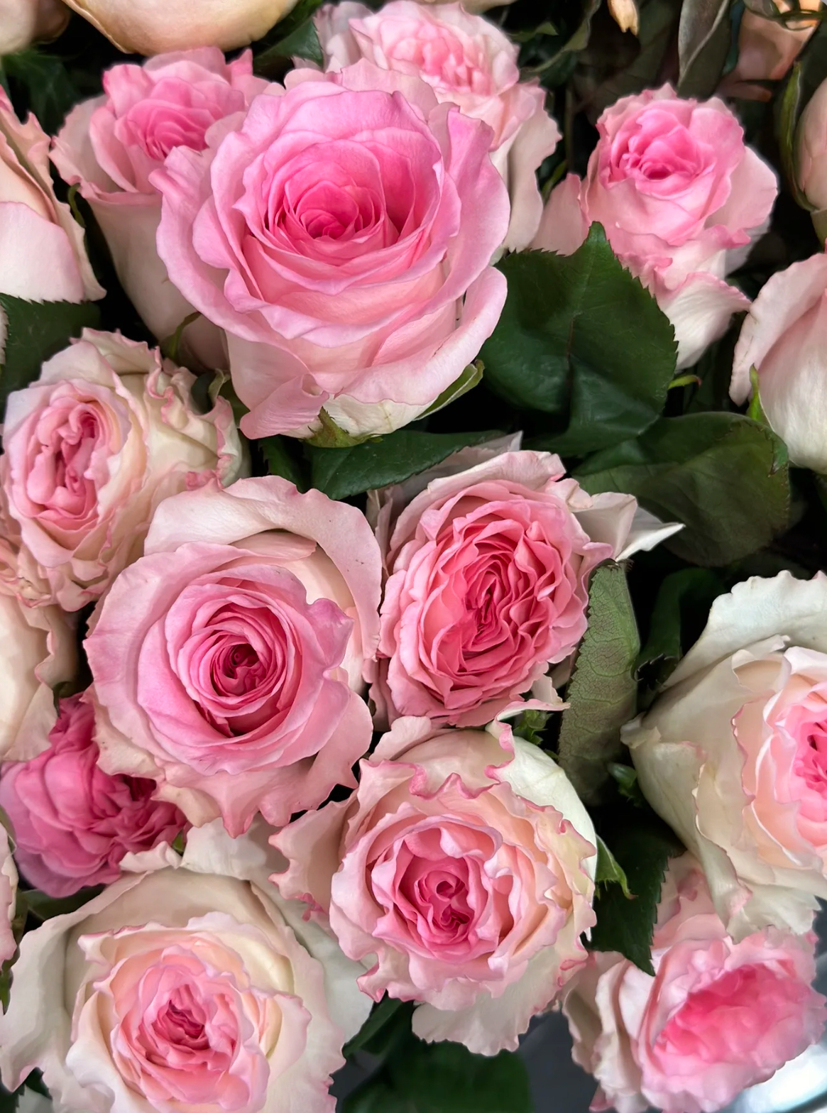 Троянда мандала 2р(ЗКС)