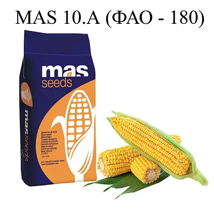 Насіння кукурудзи MAS 10.A Майсадур ФАО 180 Кукурудза високої врожайності