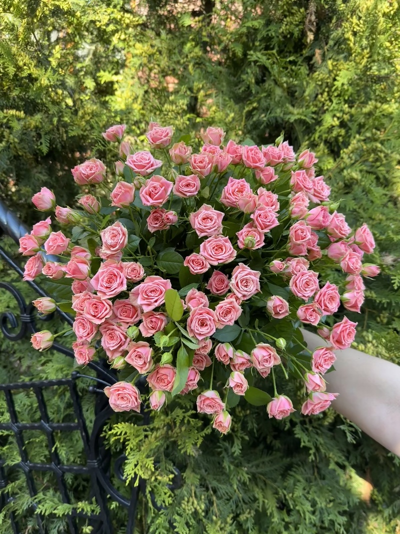 29 гілкових троянд "Пінк Ванесса"